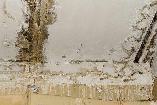 Best Mold Removal for HVAC Installations  in Newpt, OR