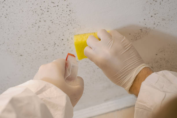 Mold Documentation for Insurance Claims in Newport, OR